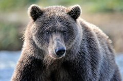 世界上体型最大的熊类，灰熊体重可达700千克