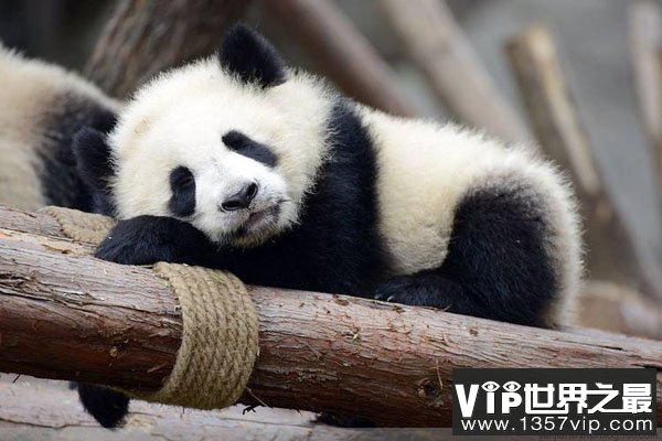 大熊猫究竟有多懒