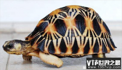 世界上寿命最长的爬行动物 射纹龟活了188岁(人工饲养)