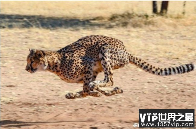 世界十大反应最快的动物 猎豹每小时110公里(猫科类动物)