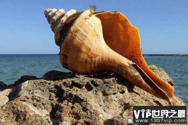 世界上十大最凶猛的蜗牛 朋克石蜗牛像仙人掌(外壳很宽)