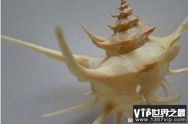 世界上十大最凶猛的蜗牛 朋克石蜗牛像仙人掌(外壳很宽)