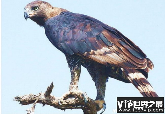 世界上最厉害的猛禽 非洲冕雕来自于非洲(捕食能力强)