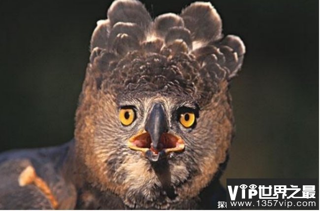 世界上最厉害的猛禽 非洲冕雕来自于非洲(捕食能力强)