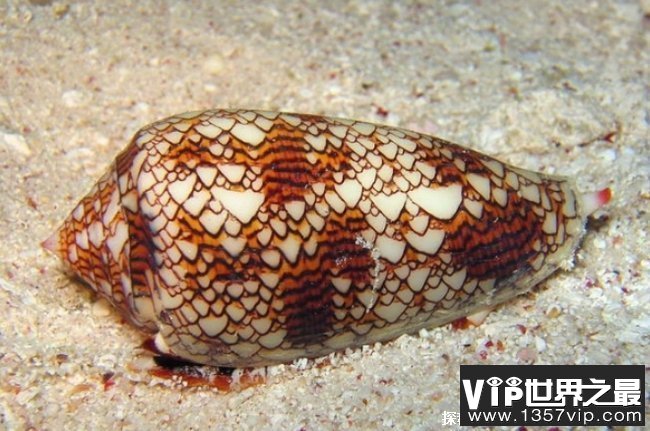 世界最毒的蜗牛 锥形蜗牛毒液瞬间致人死亡(拥有剧毒)