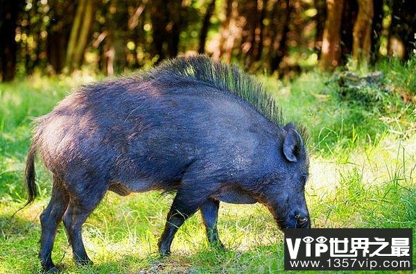 被冤枉的猪 其实不肥不笨不脏不懒