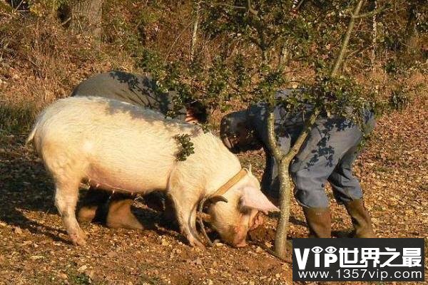 被冤枉的猪 其实不肥不笨不脏不懒