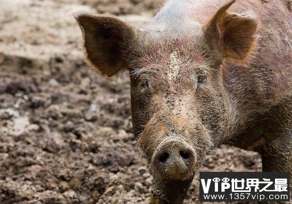 被冤枉的猪 其实不肥不笨不脏不懒