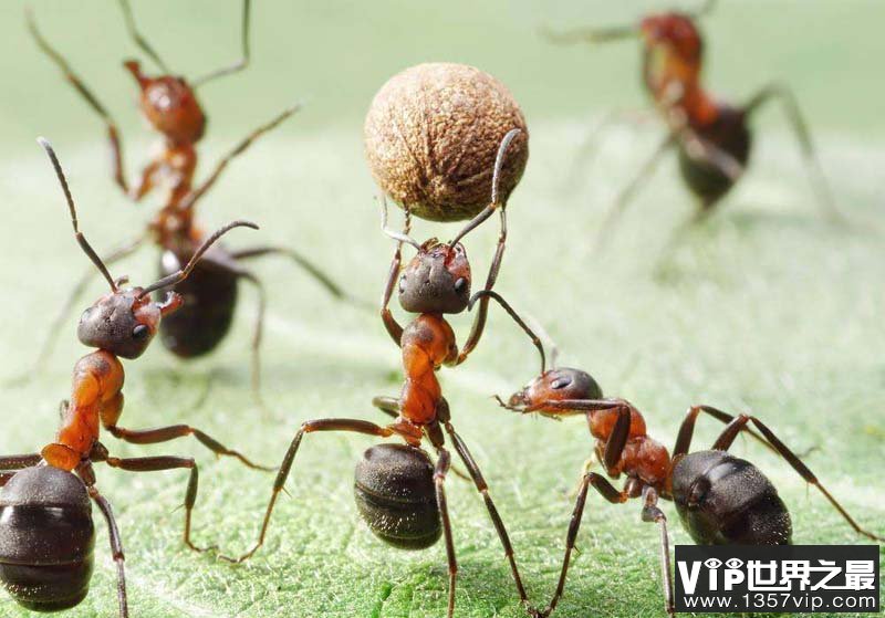 蚂蚁为什么不会迷路