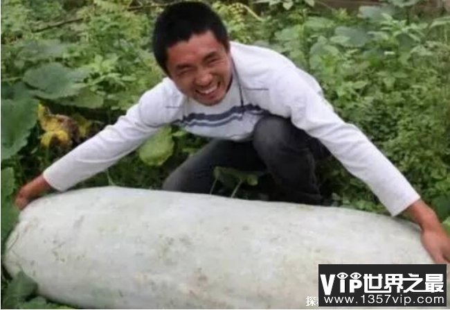 世界上最大的冬瓜 浙江农民种出447.8斤超大冬瓜(巨型冬瓜)