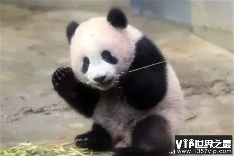 日本游客排队告别大熊猫香香于2月21日返回 (事先抽签制)