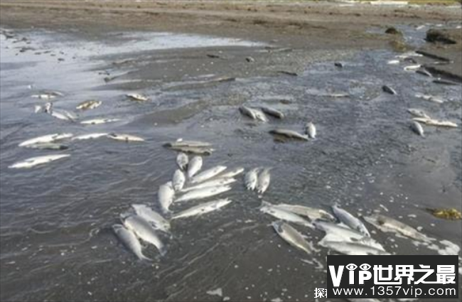 实拍美俄亥俄州小溪 出现大片死鱼死虫(脱轨事故)