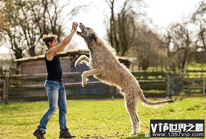 世界上尾巴最长的狗爱尔兰猎狼犬尾巴长76.8cm(体型庞大)