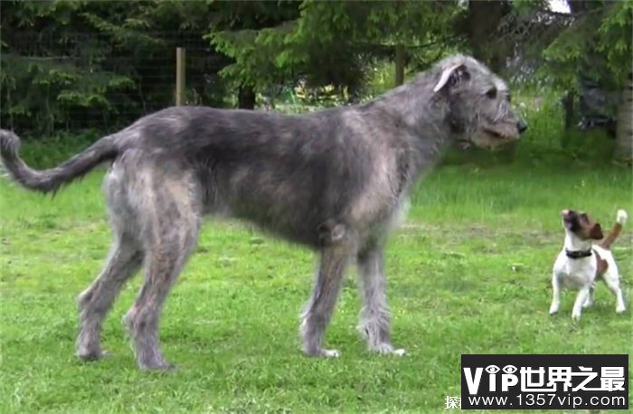 世界上尾巴最长的狗爱尔兰猎狼犬尾巴长76.8cm(体型庞大)