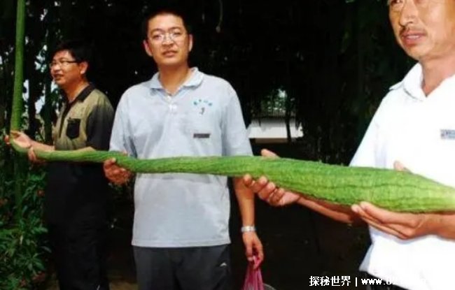 世界上最长的丝瓜 来自于中国(4.05米超长