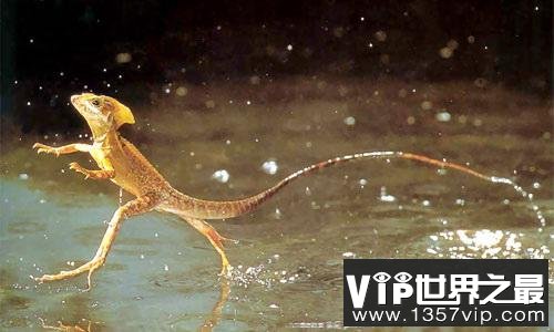 有一种蜥蜴叫做耶稣基督蜥蜴可在水上行走