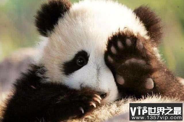 为什么熊猫的爪是“六指儿”