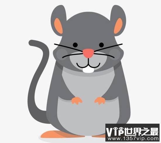 老鼠为什么喜欢咬东西