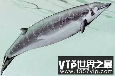柯氏喙鲸：潜水最深的哺乳动物 可达近3000米