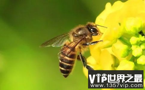 蜜蜂的翅膀那么小是如何飞起来的