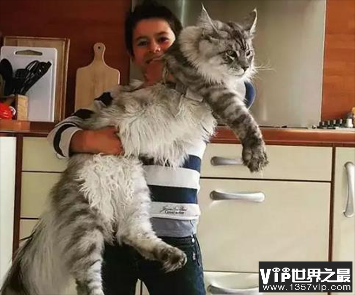 世界上最长的猫毛有多长 毛长25.68厘米(SophieSmith)
