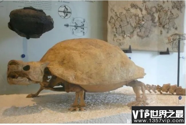 世界史上最大乌龟 古巨龟重达2000多公斤(体长4.1米)