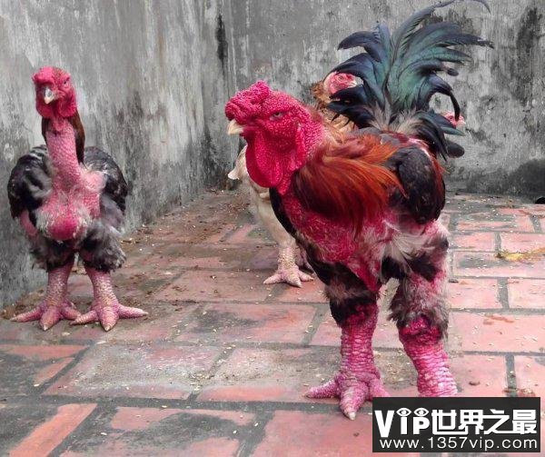 越南的东涛鸡的鸡腿粗细堪比人类手腕