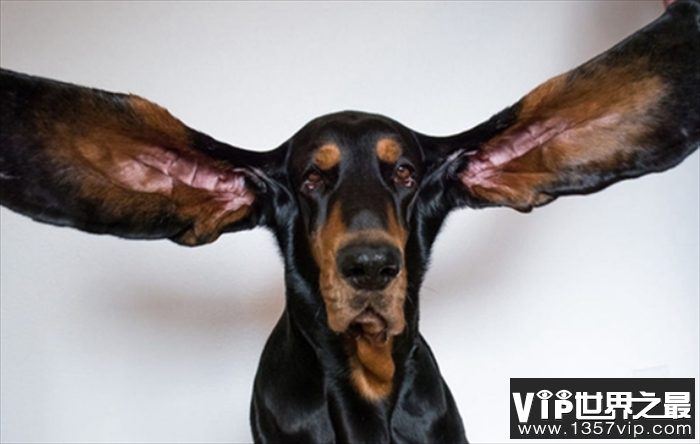世界上耳朵最长的狗狗 哈伯狗狗 (右耳厂34厘米)