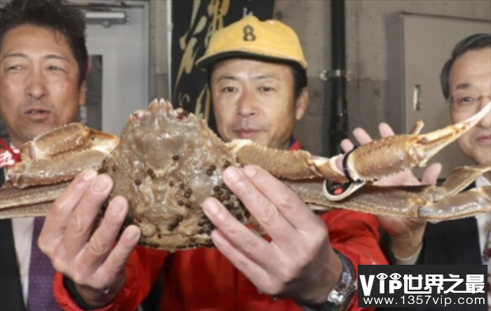 世界上最贵的螃蟹 拍出500万日元天价的五辉星(来自于日本)