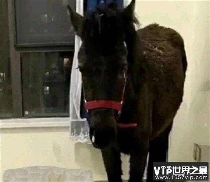 租客跟房东说养宠物 居然养了这个玩意儿（租房公德）