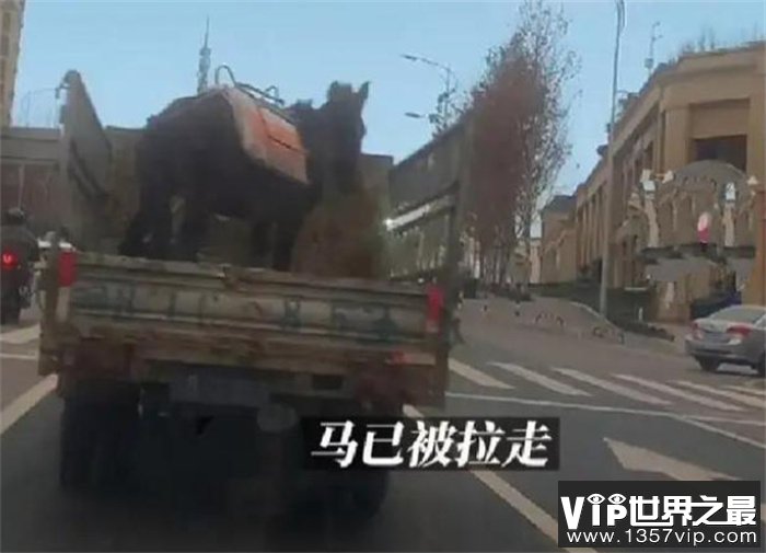 租客跟房东说养宠物 居然养了这个玩意儿（租房公德）