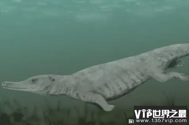 世界上最早的鲸鱼 古蜥鲸是从树上跑下来的(身长18米)