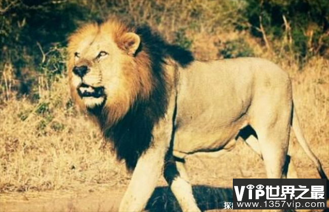 世界上最大的狮子 残暴狮全长达4米(已经灭绝)