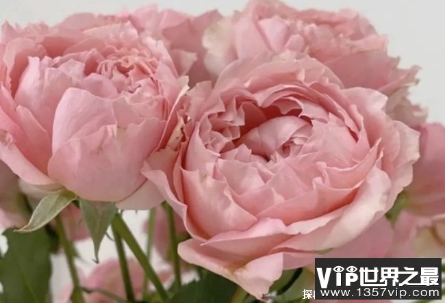 世界上最贵的玫瑰花 朱丽叶玫瑰花(达2700多万元)