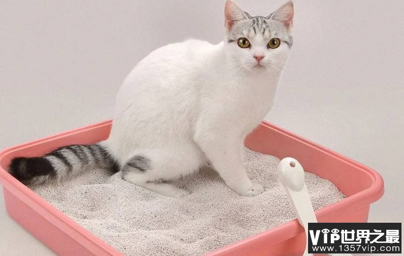 猫为什么要埋掉自己的粪便