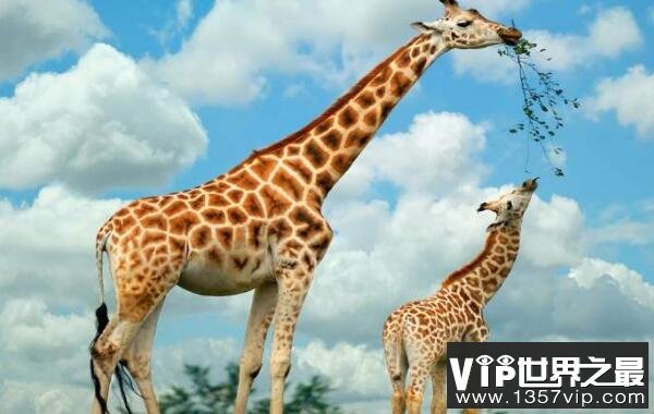 世界上最大最高的长颈鹿，身高达5.8米