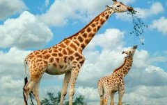 世界上最大最高的长颈鹿，身高达5.8米