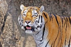 世界上最危险的十大猫科动物，猎豹垫底