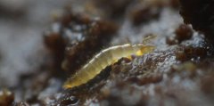 世界上最原始的昆虫，原尾虫体长0.5-2毫米
