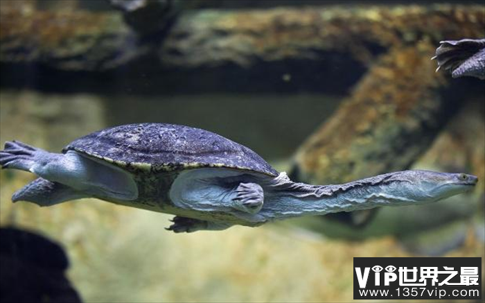 世界上脖子最长的乌龟 巨蛇颈龟(超过50厘米)