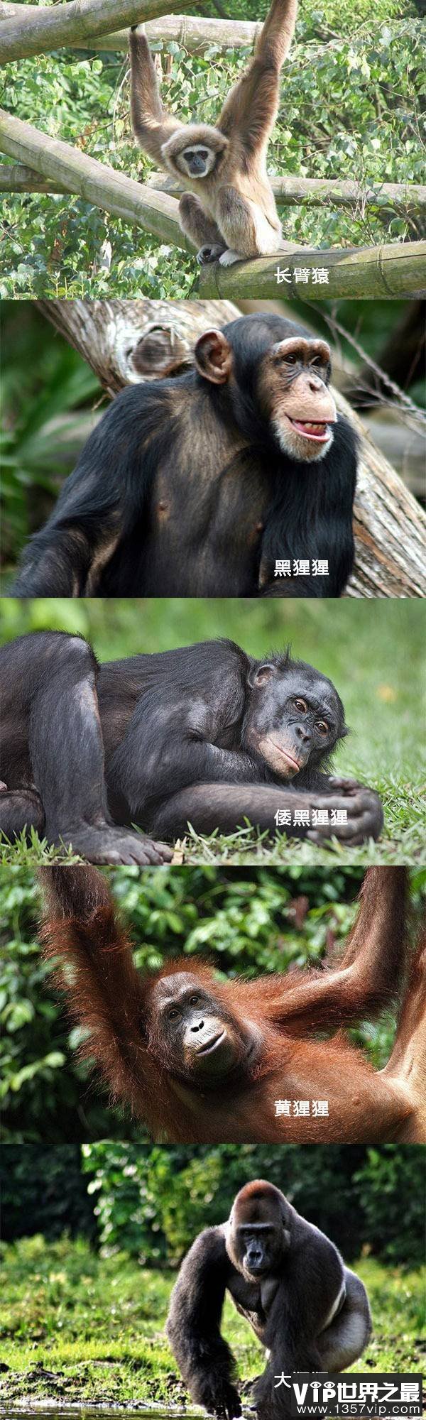猴子和猿的区别是什么 如何区分猴子和猿