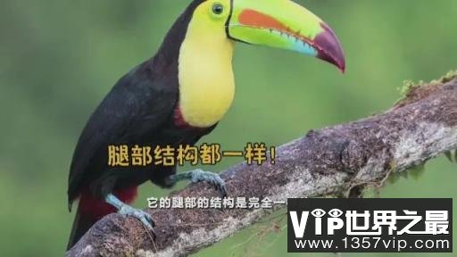 火烈鸟的“膝盖” 其实相当于脚后跟