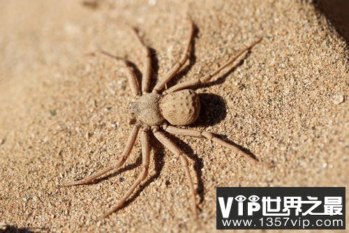 中国十大毒蜘蛛，黑寡妇蜘蛛毒性最强