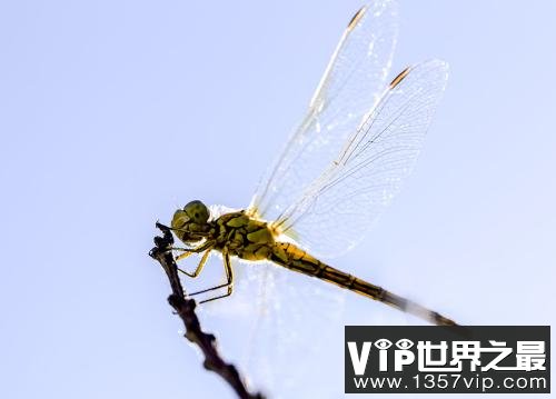 世界上最厉害的捕猎手，蜻蜓成功率高达95%