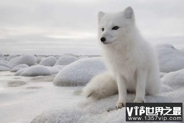 世界上最漂亮的狐狸，北极狐毛色随季节而变