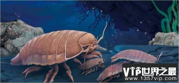 世界上最古老的生物 巨型木虱1.6亿年外形未变