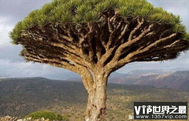 世界上寿命最长的树 被认为是龙血(至今有2400多年)