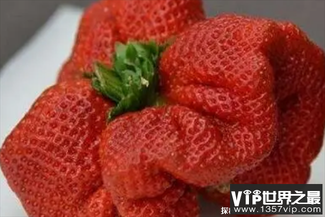 世界上最大的草莓 比人的拳头都还要大(半斤重)