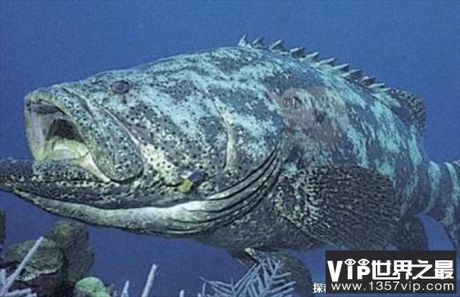 世界上最大的龙趸鱼 重达200公斤(价格名贵)