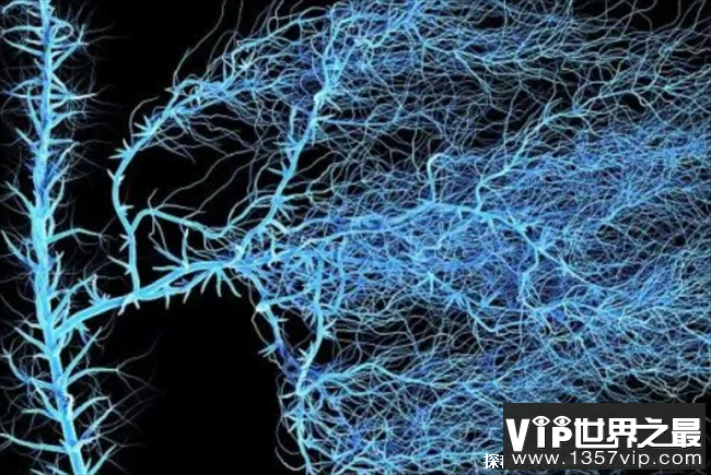 世界上人体中最长细胞 脊髓前角运动神经细胞(长达一米多)